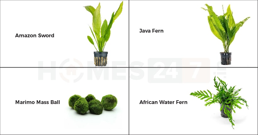 Freshwater aquarium plants for beginners best sale