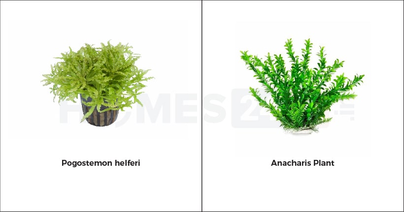 Live Aquarium Plants The Most Popular 2017/7 Species - Anacharis,   Sword, Java Moss and More! by Mainam