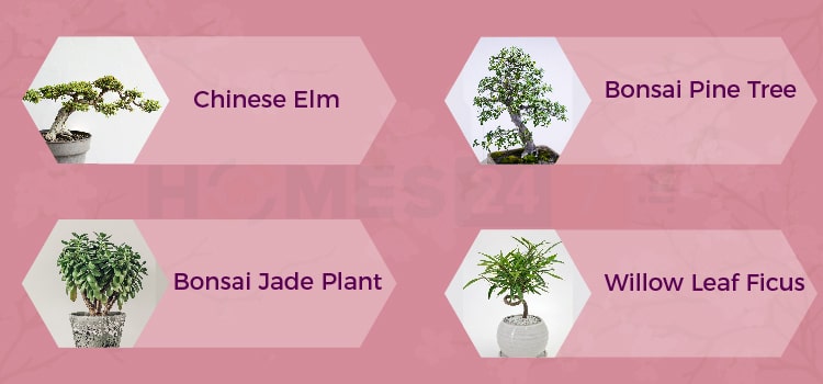 Chinese elm and other bonsai