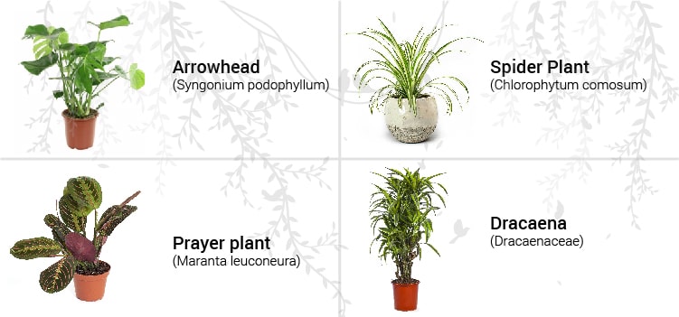Easy to Care Indoor Plants