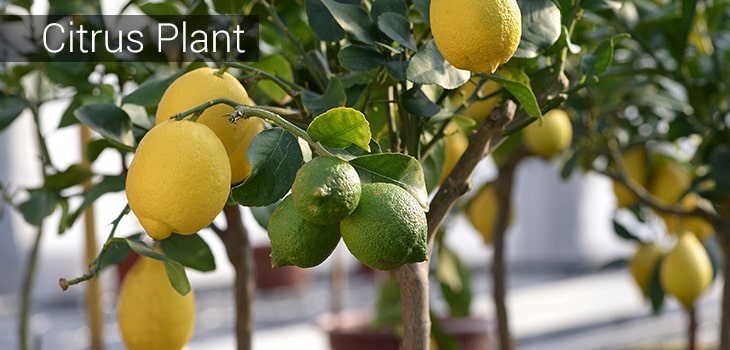 citrus plant vastu