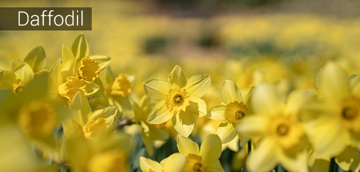 daffodils vastu