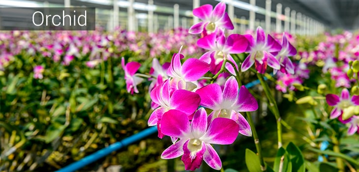 orchid vastu