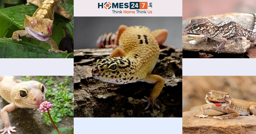 5 Best Types of Pet Reptiles and Pet Lizards for You | Homes247