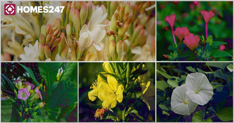 12 Amazing Night Blooming Flowers  Night Blooming Flowers - Plants  Information